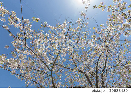 北海道の桜 30628489