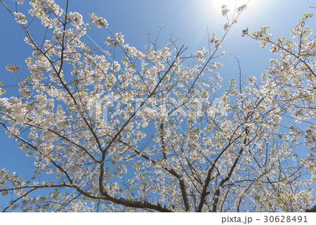 北海道の桜 北海道の桜 30628491