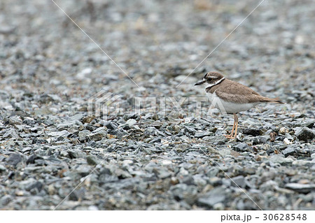 砂利の上のコチドリ 砂利の上のコチドリ 30628548