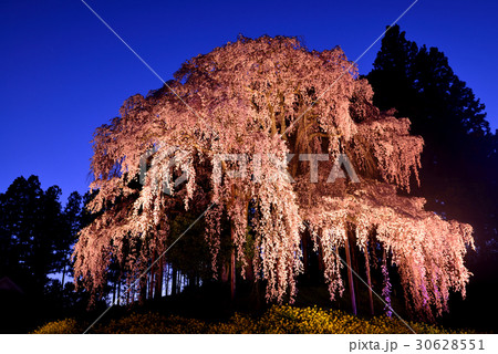合戦場のしだれ桜 合戦場のしだれ桜 30628551