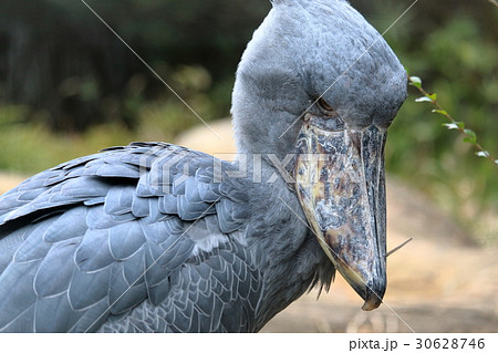 ハシビロコウ 睨む ハシビロコウ 睨む 30628746