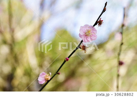 モモの花 はなもも 桃花 30628802