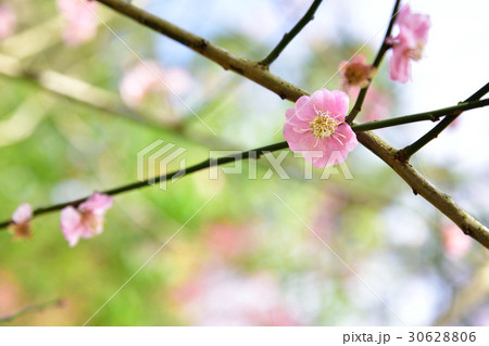 モモの花 はなもも 桃花 30628806