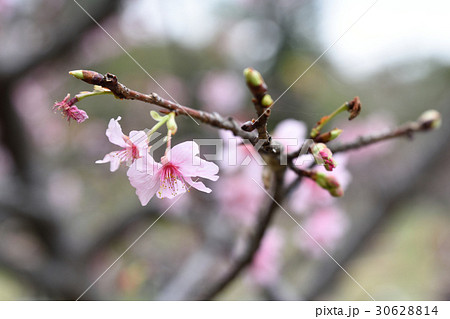 桜 さくら サクラ 30628814