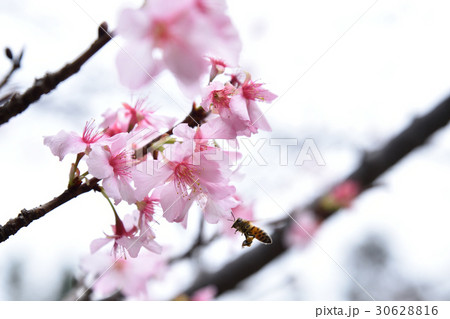 桜 さくら サクラ 30628816