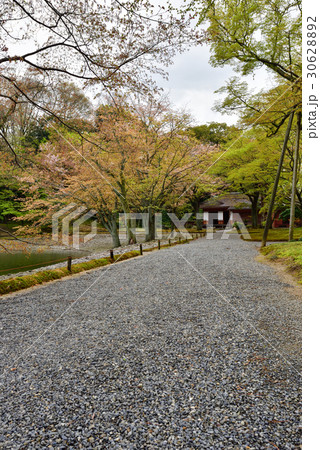 仙洞御所　醒花亭と桜の馬場 30628892