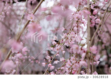 慈雲寺のイトザクラ 慈雲寺のイトザクラ 30628918