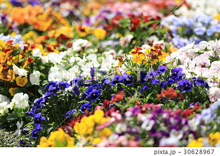 望遠撮影した紫色のパンジーたち 望遠撮影した紫色のパンジーたち 30628967