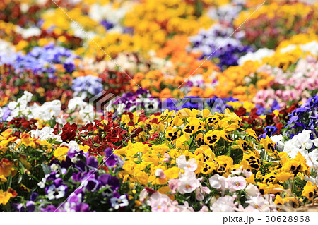 望遠撮影した黄色のパンジーたち 望遠撮影した黄色のパンジーたち 30628968