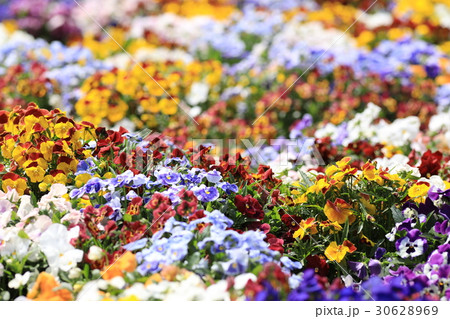 背景をぼかしたパンジーの花々 背景をぼかしたパンジーの花々 30628969