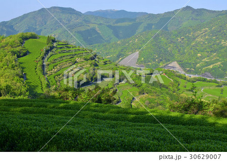 地下の茶山 地下の茶山 30629007