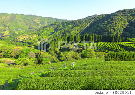 地下の茶山 30629011