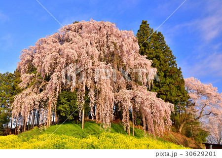 合戦場のしだれ桜 合戦場のしだれ桜 30629201