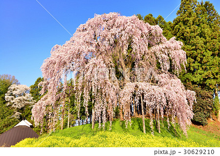 合戦場のしだれ桜の写真素材