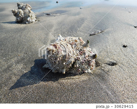 砂浜のサザエ 砂浜のサザエ 30629415