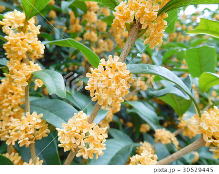 キンモクセイ 30629445