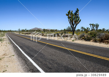 Desert Forest Road 30629489