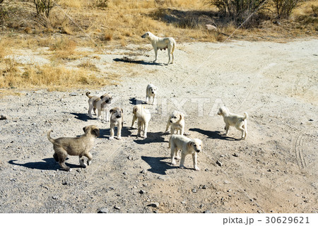 Dog with puppies in Cappadocia. Turkey 30629621