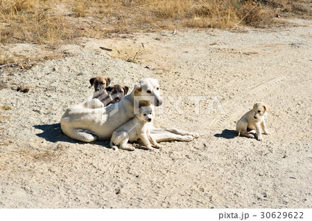 Dog with puppies in Cappadocia. Turkey Dog with puppies in Cappadocia. Turkey 30629622