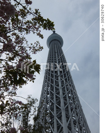 スカイツリーと桜 スカイツリーと桜 30629740