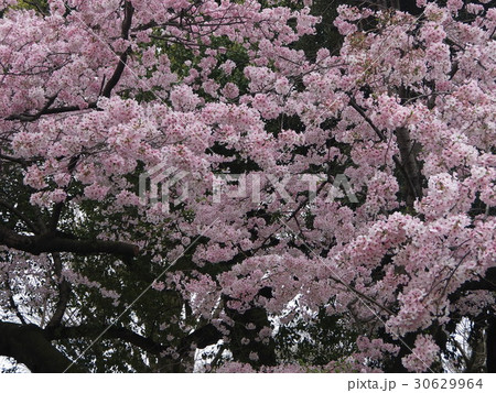 サクラ 30629964