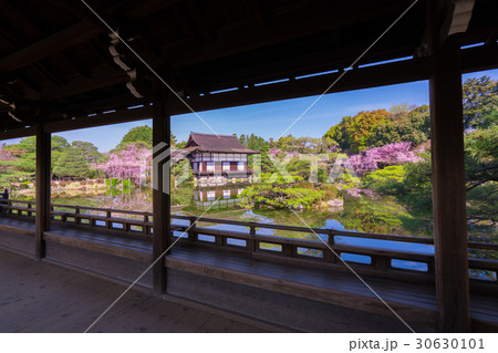 京都　平安神宮　神苑　枝垂れ桜　 30630101