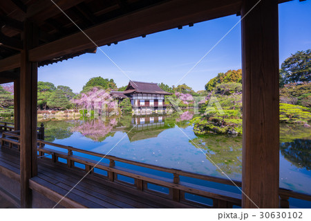 京都　平安神宮　神苑　枝垂れ桜　 30630102