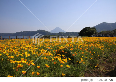 開聞岳とキバナコスモス（鹿児島） 30630150