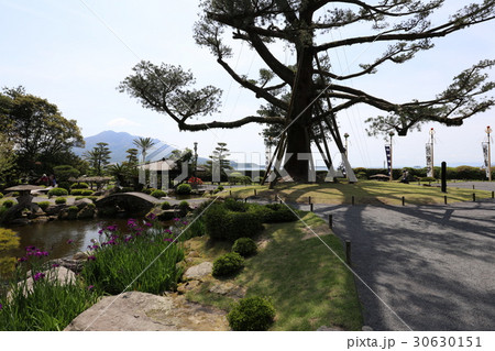 仙巌園からの桜島 30630151