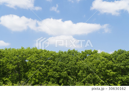 背景素材　新緑の緑と青空 30630162
