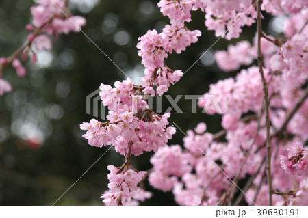 慈雲j寺のイトザクラ 慈雲j寺のイトザクラ 30630191