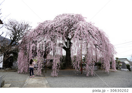 周林寺のイトザクラ 周林寺のイトザクラ 30630202