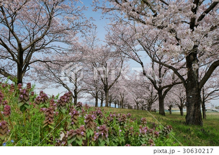 春の氏家ゆうゆうパーク 30630217