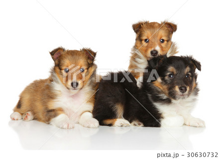 Shetland Sheepdog liter Shetland Sheepdog liter 30630732