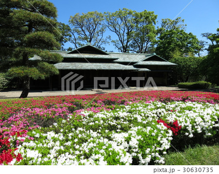 クルメツツジが咲く春の皇居東御苑(諏訪の茶屋) クルメツツジが咲く春の皇居東御苑(諏訪の茶屋) 30630735