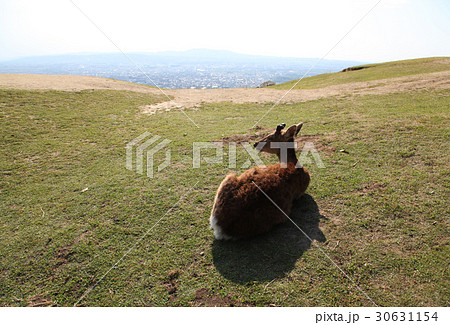 若草山　鹿 30631154