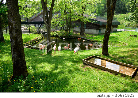 北海道 旭山動物園 30631925