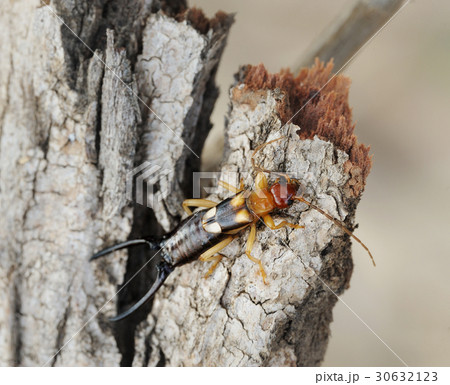 earwig on the bark 30632123