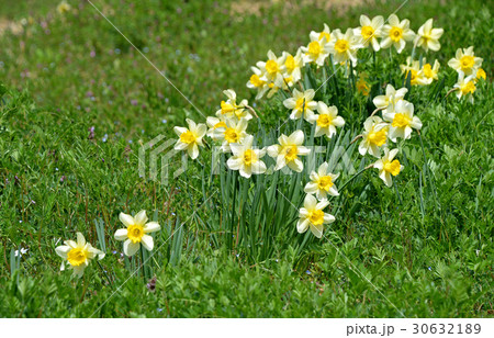 ラッパズイセン 30632189