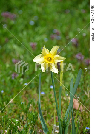 ラッパズイセン 30632190