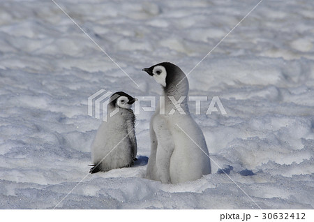 Emperor Penguin chicks in Antarctica 30632412