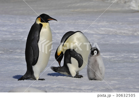 Emperor Penguins with chicks 30632505