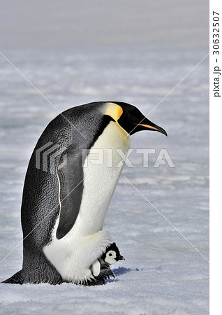 Emperor Penguin with chick 30632507