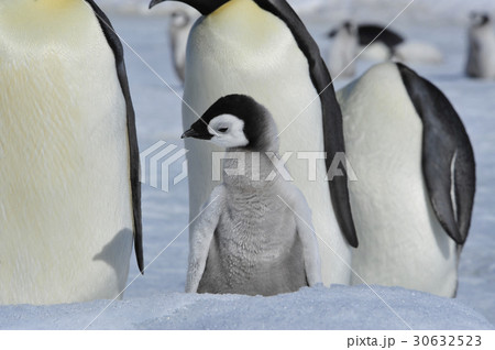 Emperor Penguins with chicks 30632523