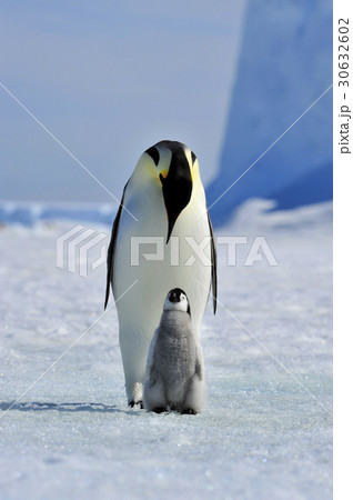 Emperor Penguin with chickの写真素材 [30632602] - PIXTA