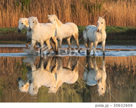Camargue horses at the Isonzo river nature reserve 30632609