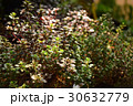 レモンタイム 30632779