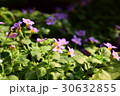 バコパ 30632855