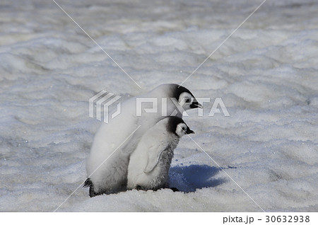 Emperor Penguin chicks in Antarctica 30632938