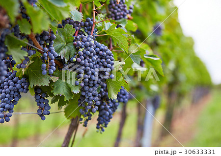 Branch of red wine grapes Branch of red wine grapes 30633331